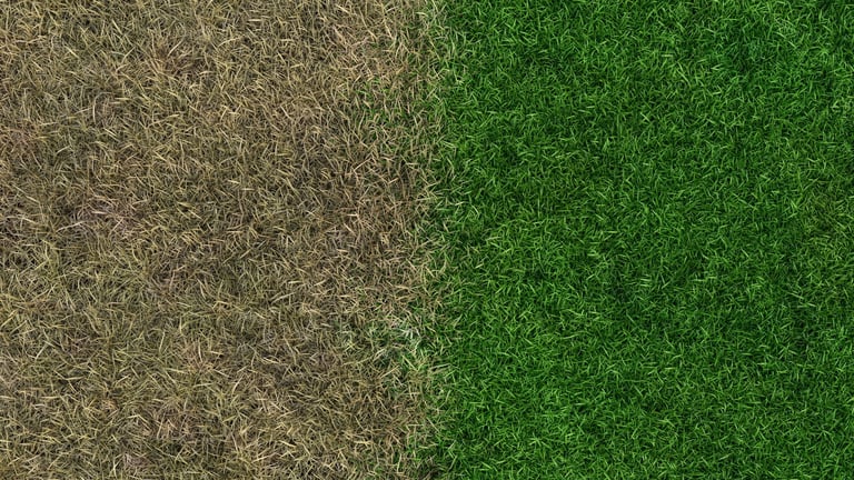 After: Lush green fertilized lawn