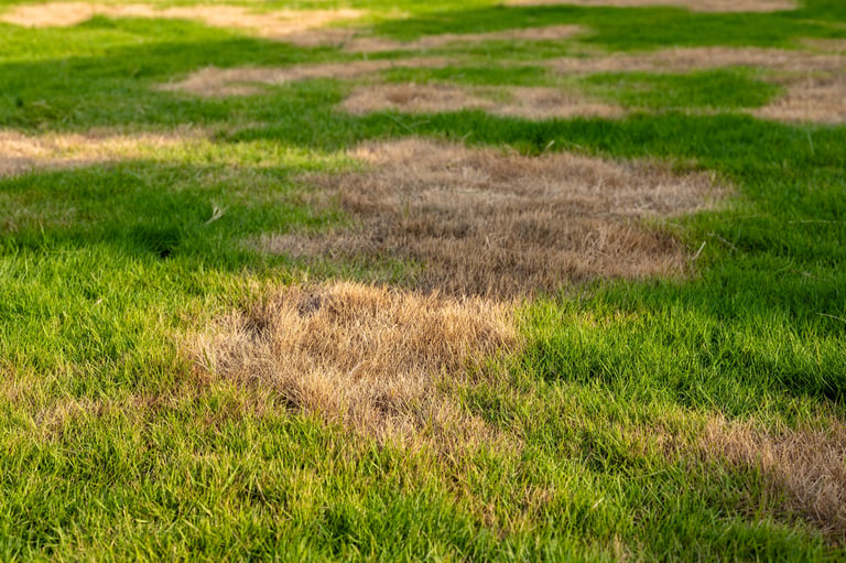 Before: Dry dead grass patch