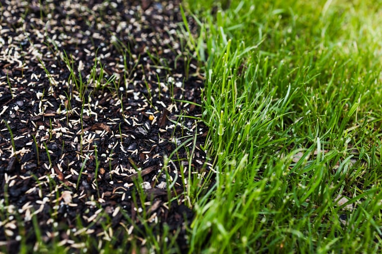 After: Clean maintained green lawn